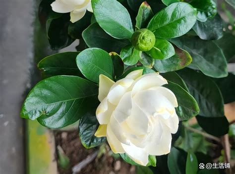 prune gardenias after blooming.